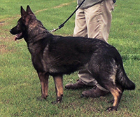 ○SHEPHERDESS○高さ２１cm○１９８７年◇ ◇ REPRODUCTION OF FOUND/GERMAN MILITARY TRAINER スケートライン